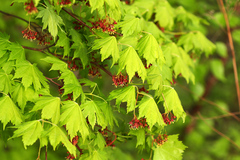 Acer pseudosieboldianum