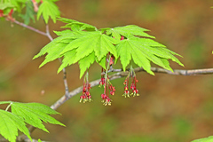 Acer pseudosieboldianum