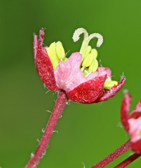 Acer pseudosieboldianum