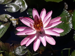 Nymphaea rubra