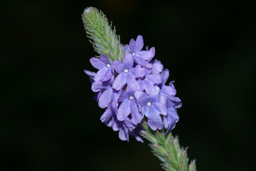 Verbena stricta iNat (1)
