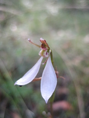 Eriochilus cucullatus