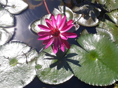 Nymphaea rubra