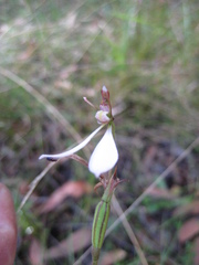 Eriochilus cucullatus