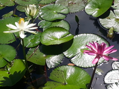 Nymphaea