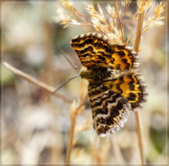 Notoreas simplex