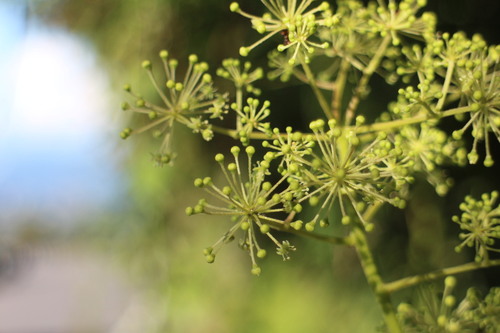 Aralia cordata iNat (2)