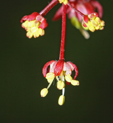 Acer pseudosieboldianum