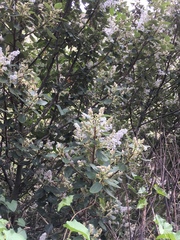 Ceanothus arboreus