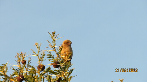 Grey-capped Social Weaver (Pseudonigrita arnaudi), photo 8