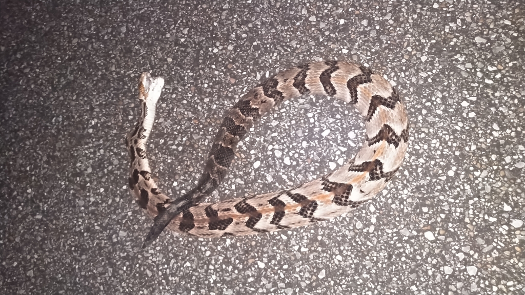 Timber Rattlesnake from Pike Rd, AL 36064, USA on August 24, 2023 at 09