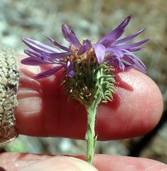 Dieteria asteroides var. asteroides