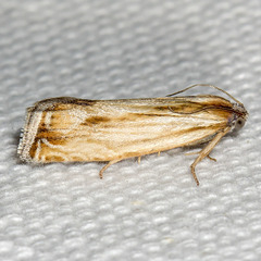 Eucosma radiatana