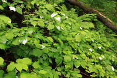 Actinidia kolomikta