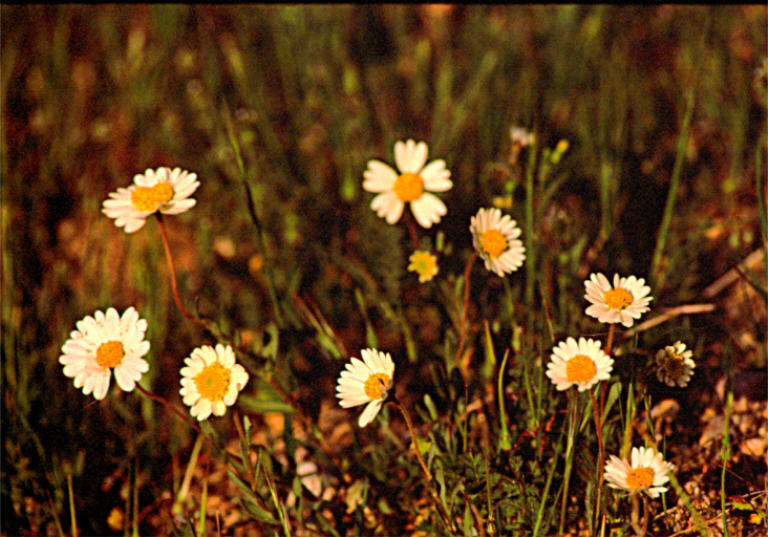 Layia leucopappa