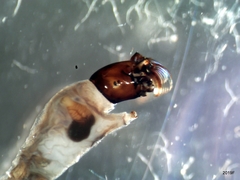 Helodon onychodactylus