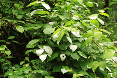Actinidia kolomikta