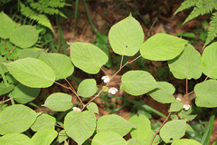 Actinidia kolomikta
