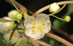 Actinidia kolomikta