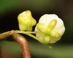 Actinidia kolomikta