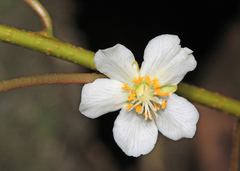 Actinidia kolomikta