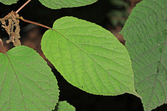 Actinidia kolomikta