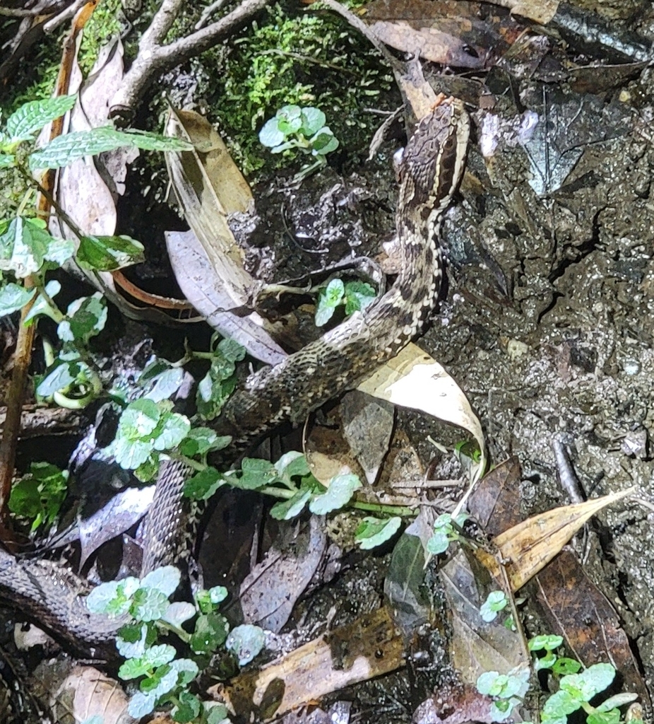 Short-tailed Mamushi from Daisen, JP-TT, JP on August 24, 2023 at 07:15 ...