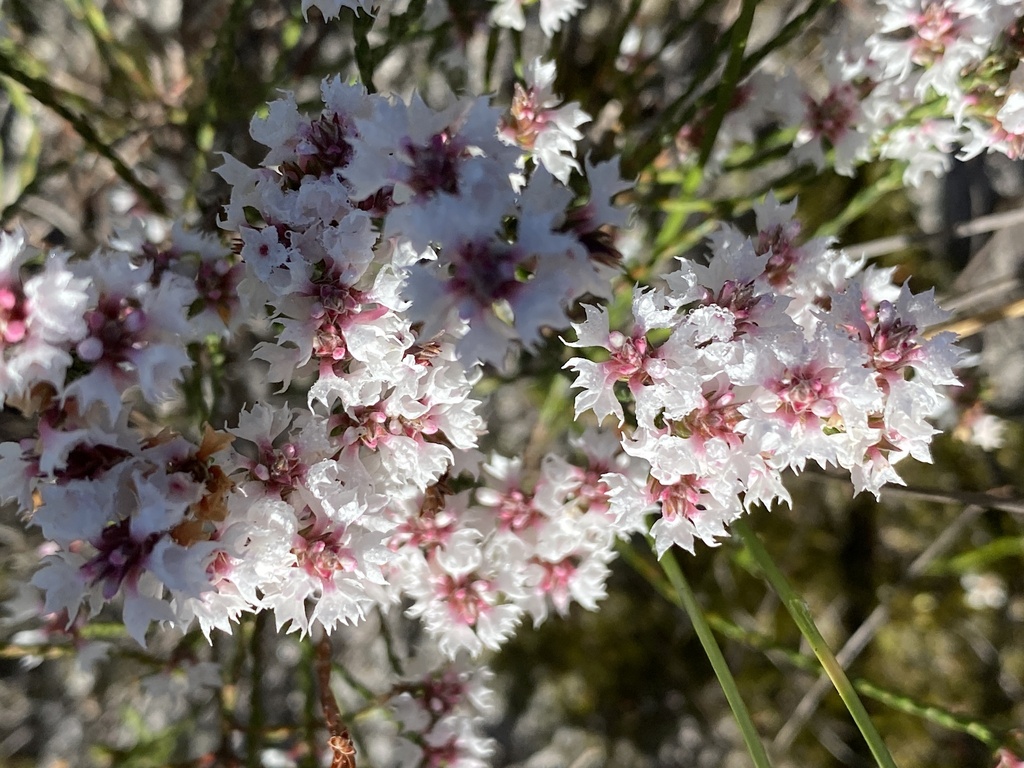 Needhamiella