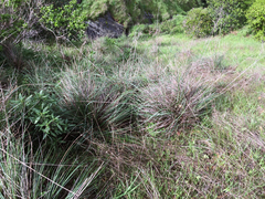 Festuca californica