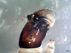 Helodon onychodactylus