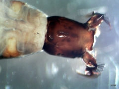 Helodon onychodactylus