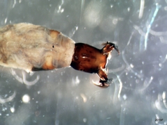 Helodon onychodactylus