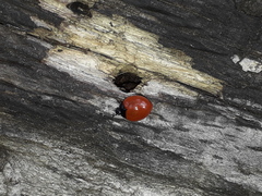 Aegithus clavicornis