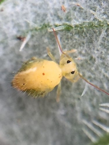 Lucerneflea, Auckland, New Zealand, photo 6 of 10