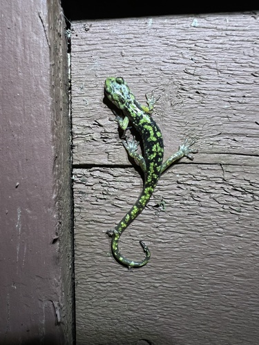 Green Salamander, Aneides aeneus