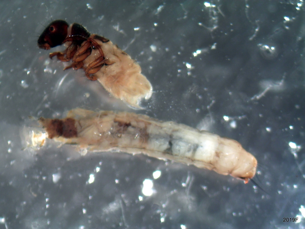 Ecclisocosmoecus