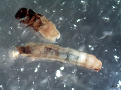 Ecclisocosmoecus scylla
