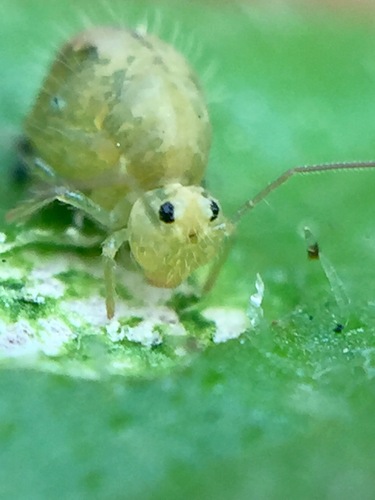 Lucerneflea, photo 2 of 10