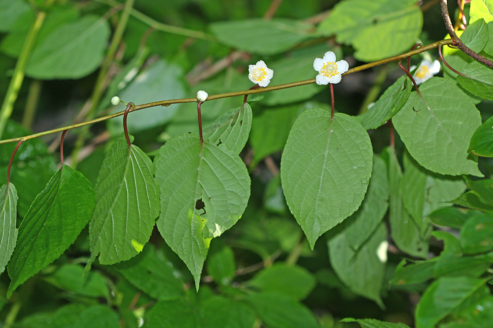 Actinidia polygama