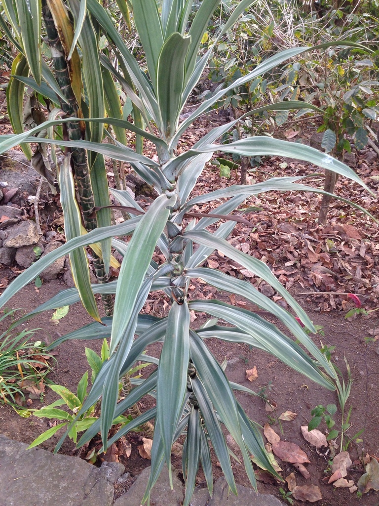 Dracaena fragrans, Camino a Cantón Panabaj, Santiago Atitlan, Solola, GT