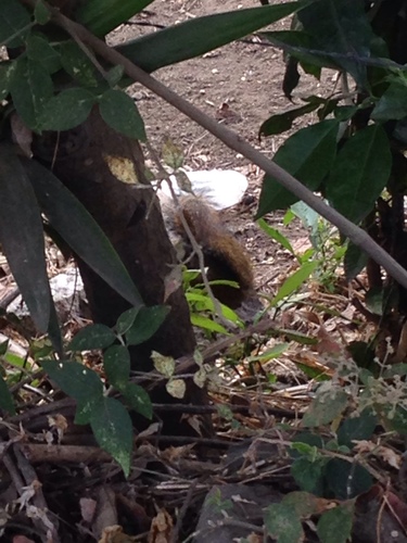 Sciurus deppei