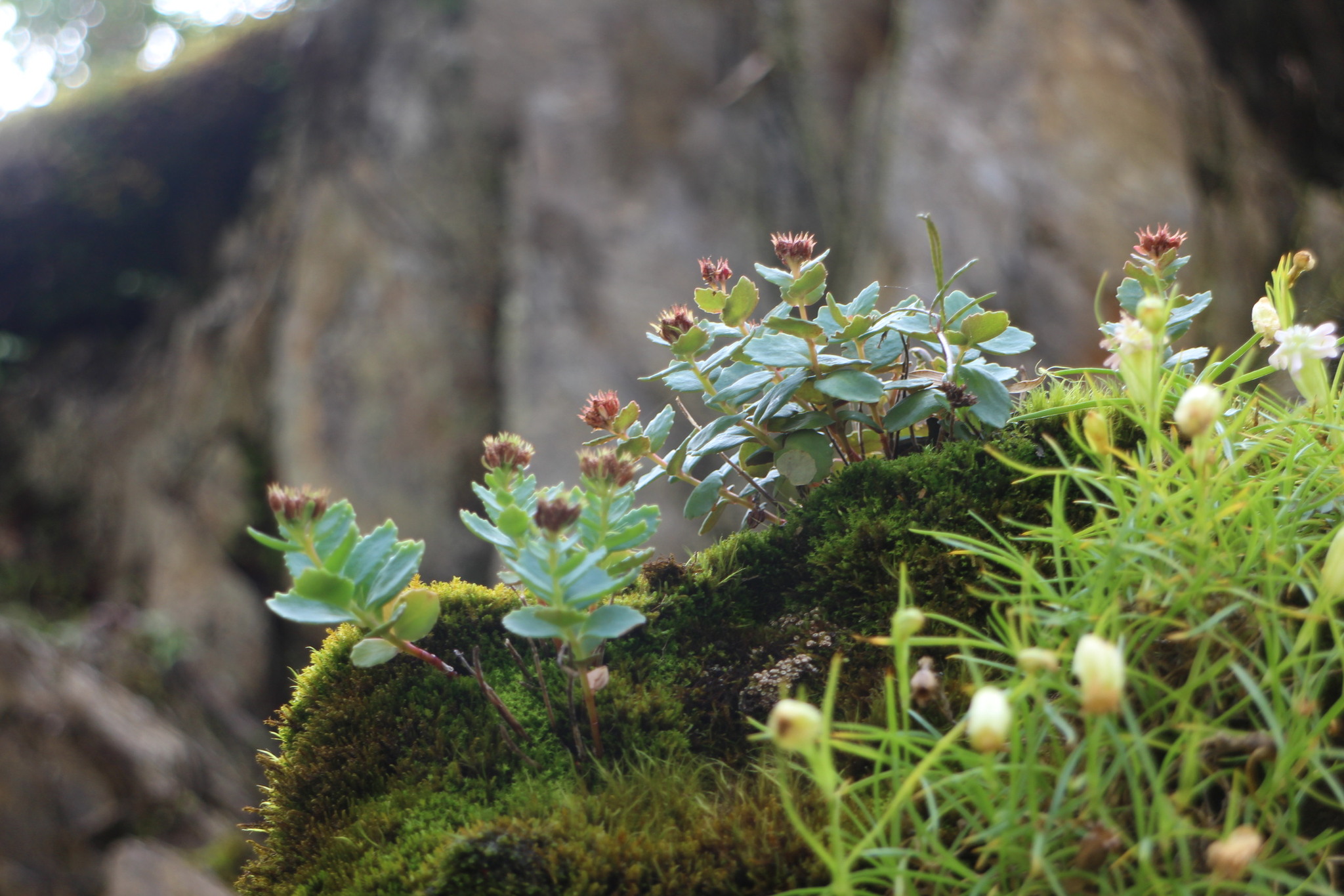 Hylotelephium subcapitatum (Hayata) H.Ohba