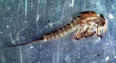 Baetis bicaudatus