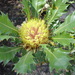 Banksia heliantha - Photo (c) denisbin, alguns direitos reservados (CC BY-ND)