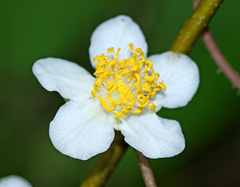 Actinidia polygama