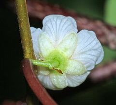Actinidia polygama