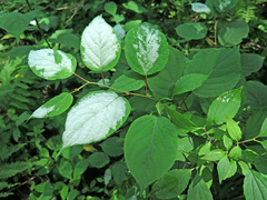 Actinidia polygama