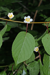 Actinidia polygama