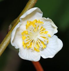 Actinidia polygama