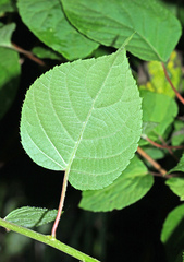 Actinidia polygama